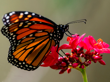 butterfly